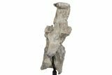 Fossil Phytosaur Vertebra With Metal Stand - Arizona #242298-8